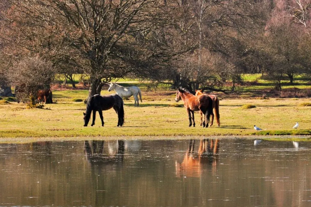 New Forest Day Trip: London to the New Forest, England