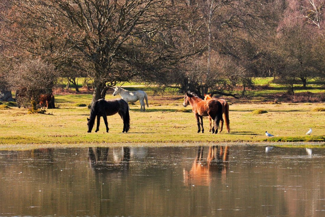 the new forest day trip