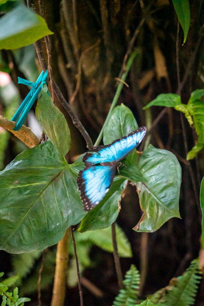 key west butterfly garden