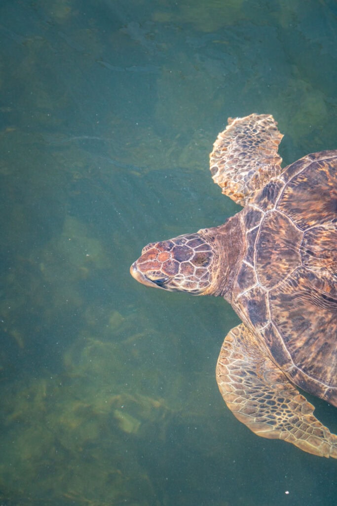 marathon turtle hospital